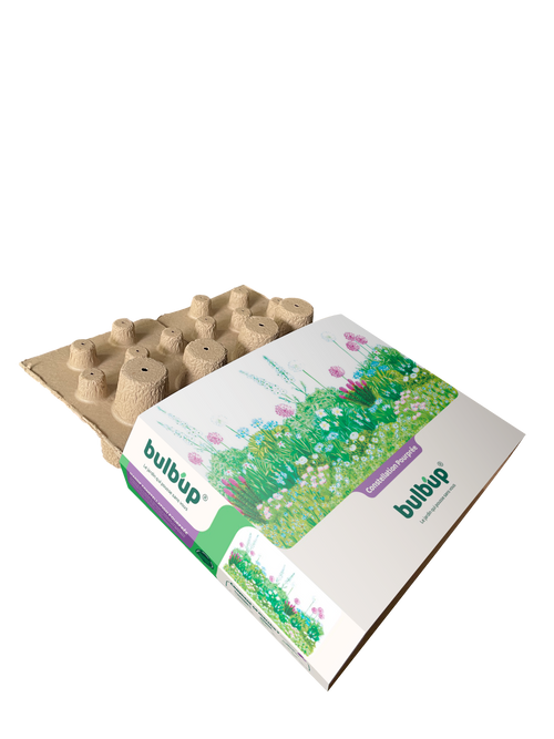 Bulb'up - Constellation Pourprée