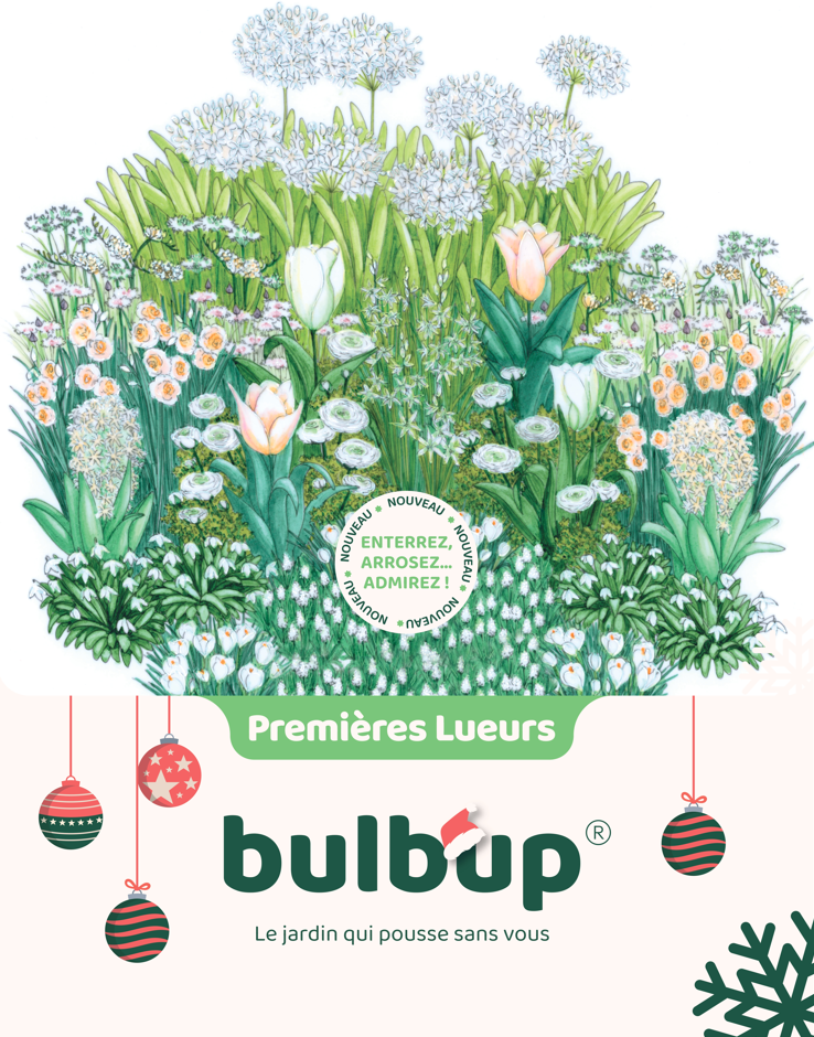 Bulb'up Noël - Premières Lueurs