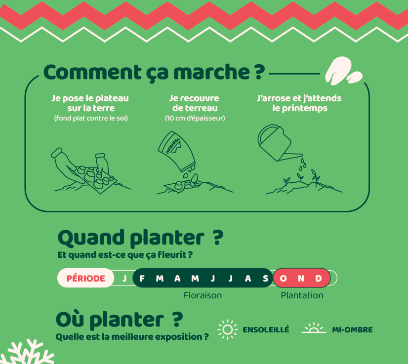 Bulb'up Noël - Premières Lueurs