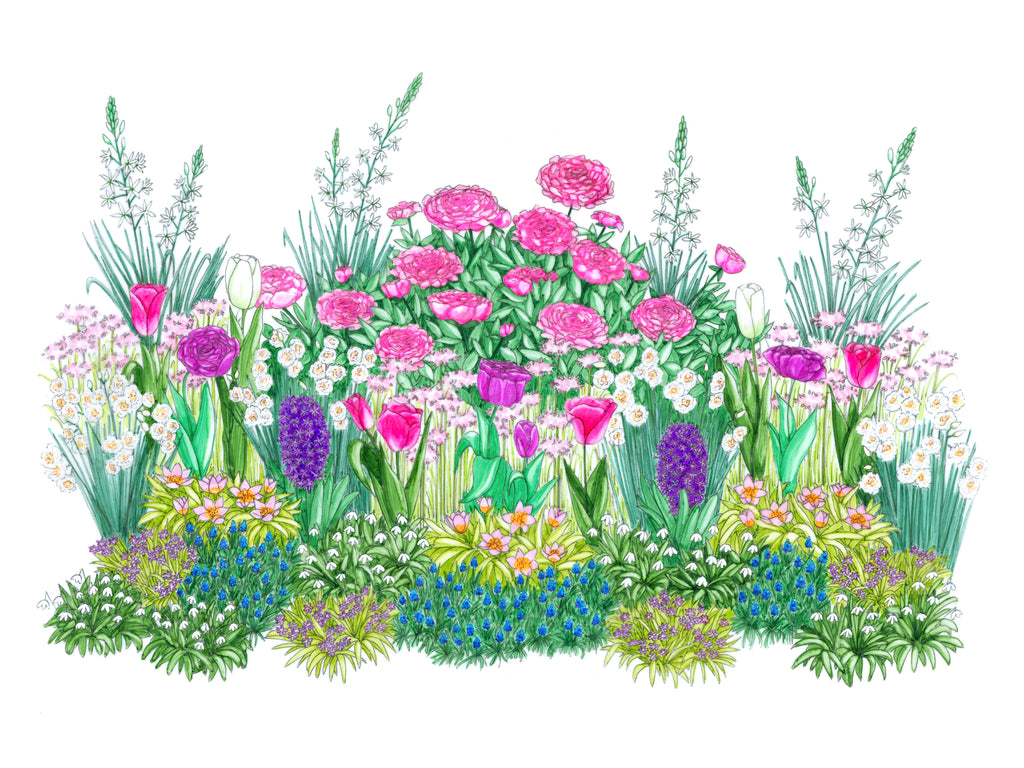 Bulb'up - Tendre Printemps