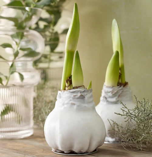 Amaryllis en cire – Fleur spectaculaire sans arrosage, prête à fleurir